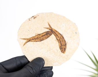 Double Freshwater Herring Fossil (Knightia sp)
