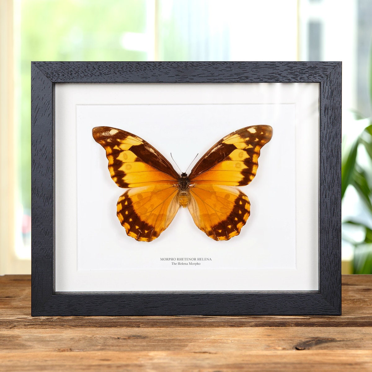 ヘレナモルフォ　139mm REAL Brilliant Blue Morpho rhetenor helena Butterfly