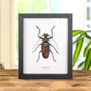 Long Horn Beetle In Box Frame (Xixuthrus lunicollis)