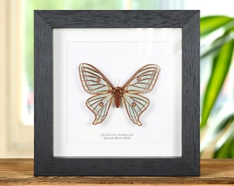 Female Spanish Moon Moth In Box Frame (Graellsia isabellae)