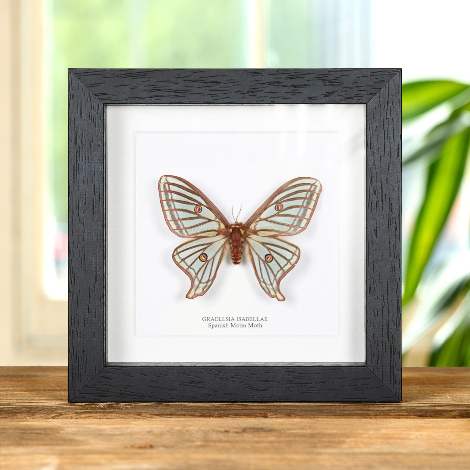 Spain Graellsia　isabellae　78mm Rare Spanish Moon Moth Framed - Graellsia Isabellae - Victorian