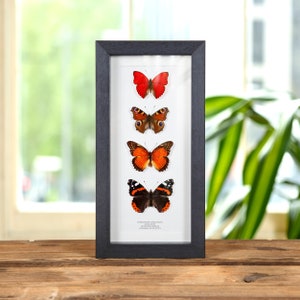 Rote Schmetterlingssammlung in Kastenrahmen (Cymothoe coccinta, Aglais io, Cethosia biblis & Vanessa atalanta)