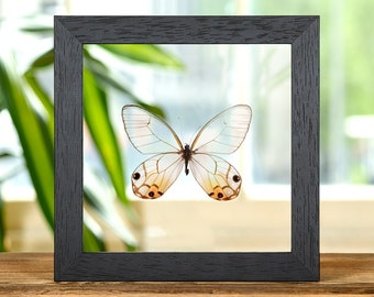 Helena Morpho Butterfly in Clear Glass Frame (morpho Rhetenor