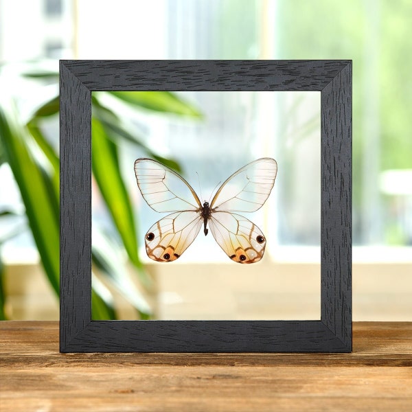 The Amber Phantom Butterfly in Clear Glass Frame (Haetera piera)