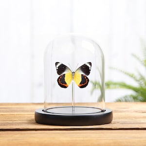 Delias Butterfly In Glass Dome (Delias timorensis)