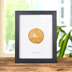 Sand Dollar Fossil in Box Frame (Clypeasteroida sp)