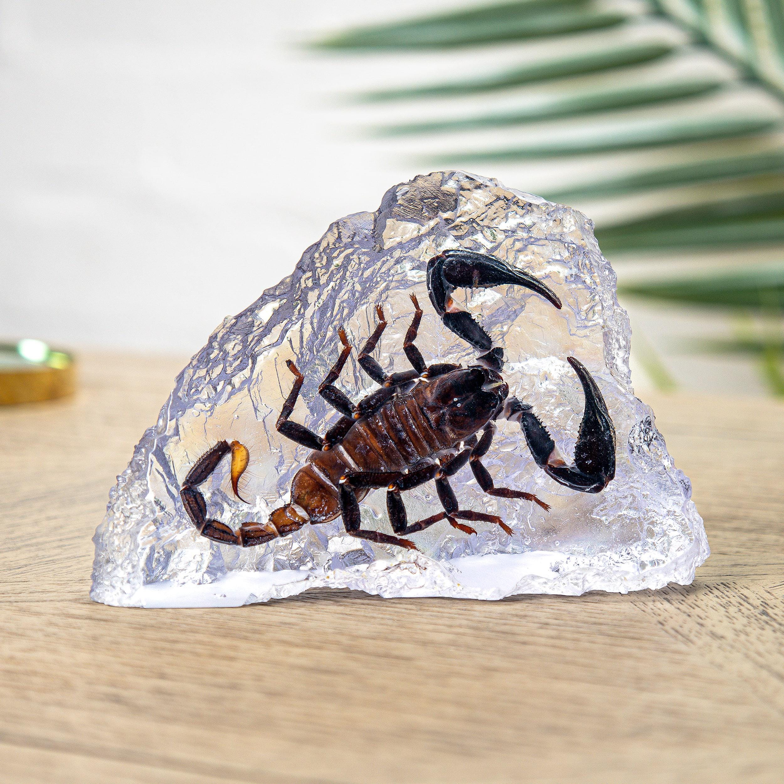 Giant Forest Scorpions - Etsy