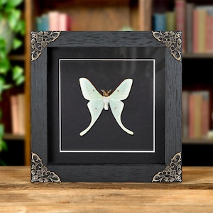 Worlds Smallest Actias Taiwanese Moon Moth In Baroque Style Frame (Actias neidhoeferi)