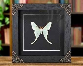 Worlds Smallest Actias Taiwanese Moon Moth In Baroque Style Frame (Actias neidhoeferi)