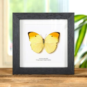 本物の巨大なフクロウ蝶の剥製 - Caligo eurilochus livius - Etsy 日本