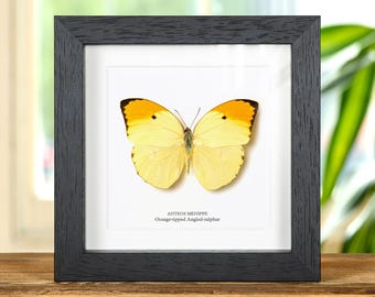 Orange-tipped Angled-sulphur Butterfly In Box Frame (Anteos menippe)