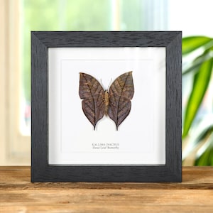 May include: A framed butterfly specimen, a Kallima inachus, also known as the Dead Leaf Butterfly. The butterfly is brown and has wings that resemble a dead leaf.