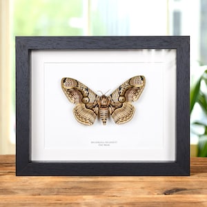 Può includere: Un'illustrazione incorniciata di una falena Brahmaea hearseyi con segni marroni, neri e bianchi. La cornice è nera e lo sfondo è bianco. Il testo "Brahmaea hearseyi Owl Moth" è stampato sotto la falena.