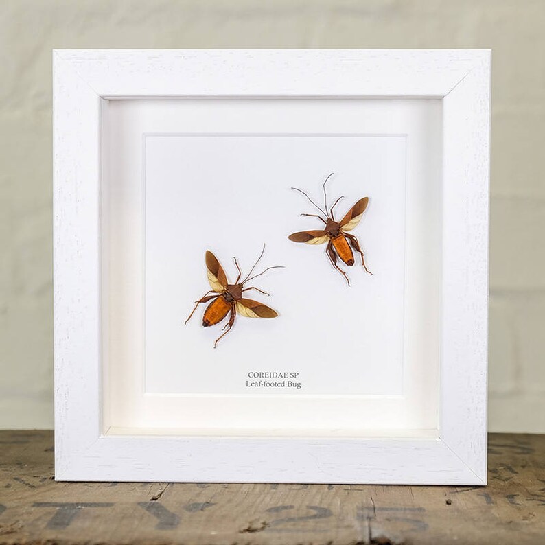 Real Insect Frame Leaf-footed bug in Box Frame Entomology Frame. Coreidae