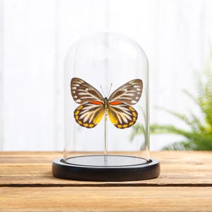 Female Delias Butterfly  In Glass Dome from Flores, indonesia (Delias oraia lydia)