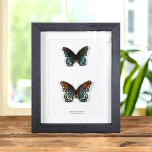 Red-spotted Purple Butterfly Male & Female Pair In Box Frame (Limenitis astyanax)