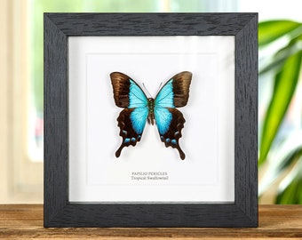 Tropical Swallowtail Butterfly In Box Frame (Papilio pericles)