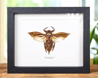 Giant Water Bug In Box Frame (Lethocerus indicus)