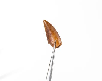 Delta Runner Raptor Dinosaur Tooth Fossil (Deltadromeus agilis)