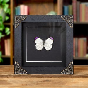 Bushveld Purple Tip Butterfly In Baroque Style Frame (Colotis ione)