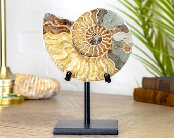 Fossile di ammonite giallo/marrone, tagliato e lucidato, di 5,5 pollici (Cleoniceras sp.), su supporto.