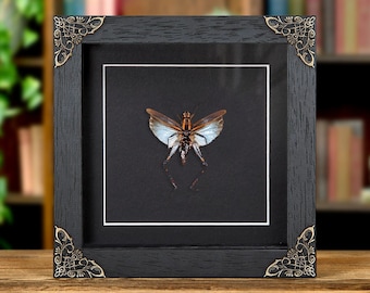 Blue Short-horned Grasshopper In Baroque Style Box Frame (Coloracris azureus)