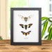 see more listings in the Insect Frames section