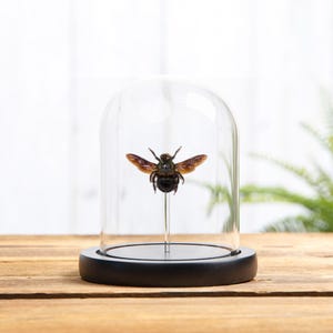 Carpenter Bee In Glass Dome (Xylocopa caerulea)