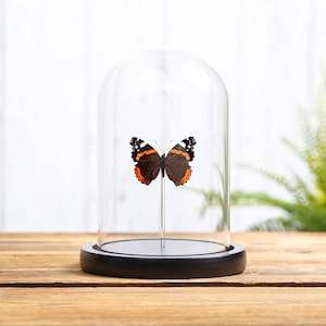 The Red Admiral In Glass Dome (Vanessa atalanta)