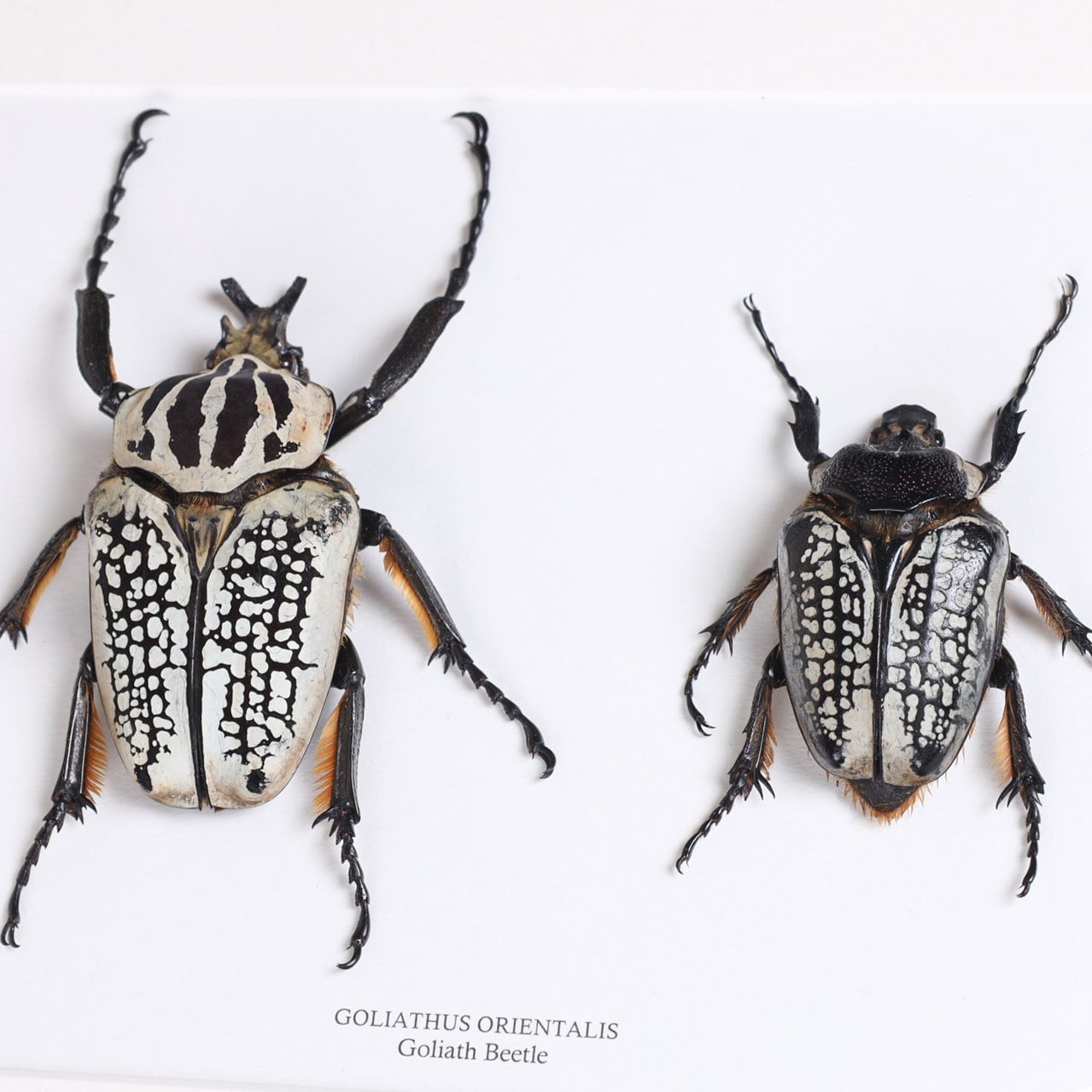 Giant Goliath Beetle Male & Female Pair in Box Frame (goliathus