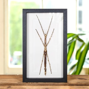 May include: A framed insect specimen of a stick insect with long, thin legs and a brown body. The insect is mounted on a white background inside a black frame.