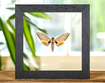 Pseudoclanis occidentalis Moth In Clear Glass Frame from Africa