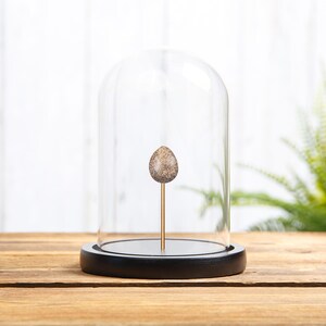 Puede incluir: Un objeto decorativo en forma de huevo moteado, montado sobre un fino tallo de cobre, exhibido bajo una cúpula de cristal transparente. La cúpula se asienta sobre una base de madera negra, creando una pieza de exhibición única.