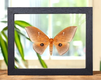 Framed Ghostly Silk Moth: Ceranchia Apollina Female, Madagascar