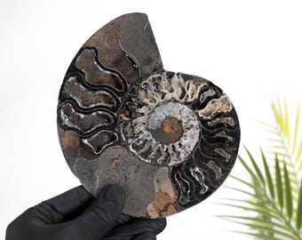 Rare 6.3 Inch Black Ammonite Cut &amp; Polished Fossil (Cleoniceras sp)