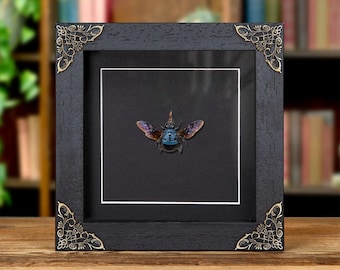The Blue Carpenter Bee In Baroque Style Frame (Xylocopa caerulea)