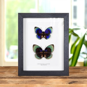 Agrias Schmetterling Männchen & Weibchen Paar In Box Rahmen (Agrias Beatifica lachaume)