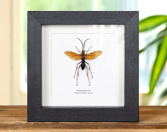 Large Pepsine Spider Wasp in Box Frame (Hemipepsis sp)