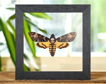 Helena Morpho Butterfly in Clear Glass Frame (morpho Rhetenor