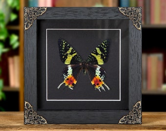 May include: A black framed shadow box with ornate gold corners, displaying a preserved butterfly with yellow, black, and orange wings.