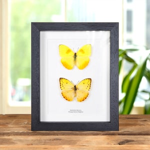 Orange-barred Sulphur Butterfly Pair in Box Frame (Phoebis philea)