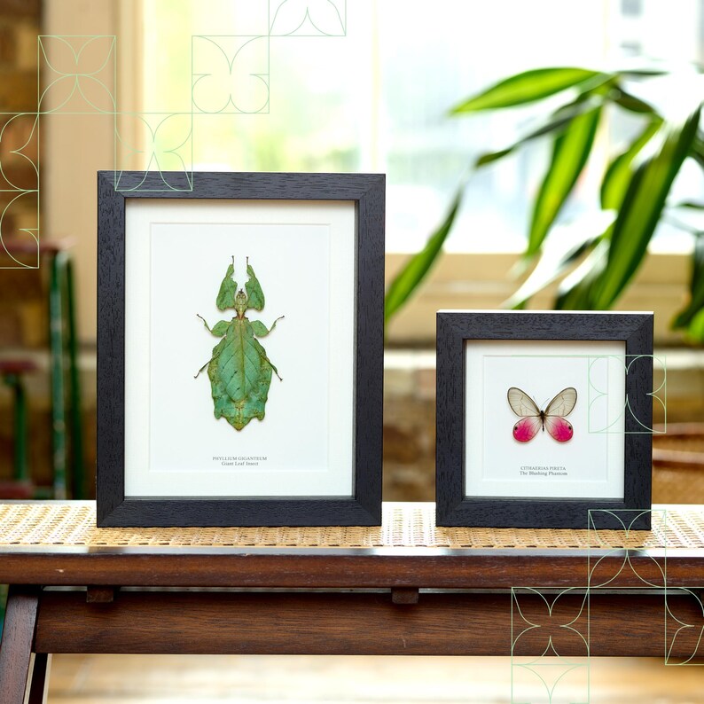 Thailand Black Tarantula In Baroque Style Frame (Cyriopagopus minax) image 6