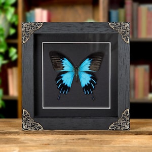 Blue Emperor Butterfly in Baroque Style Box Frame