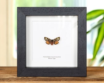 Wood Tiger Moth in Box Frame (Parasemia plantaginis)