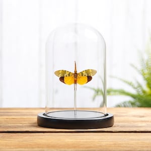Lanternfly In Glass Dome (Pyrops candelaria)