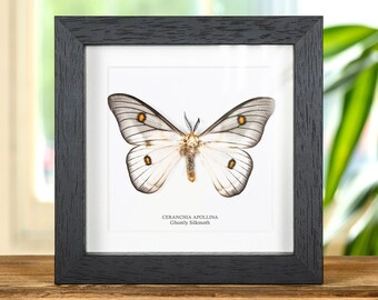 Framed Ghostly Silk Moth: Ceranchia Apollina From Madagascar (8x8