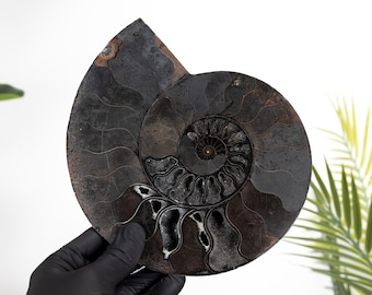 Rare 8 Inch Black Ammonite Cut &amp; Polished Fossil (Cleoniceras sp)