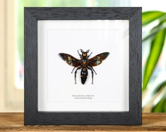 XL Giant Scoliid Wasp in Box Frame (Megascolia procer)