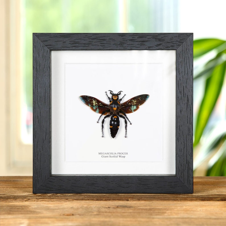 Op de afbeelding: Een ingelijst insectenspecimen van een zwarte en oranje reuzen-Scoliide wesp, met blauwgroene vleugels, met het label "Megascolia procer Giant Scoliid Wasp".