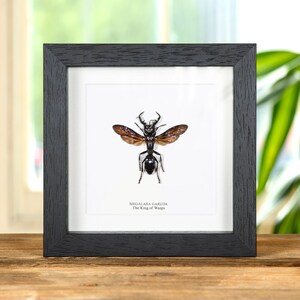 King of Wasps In Box Frame (Megalara garuda)